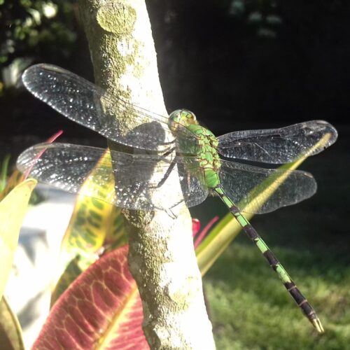 Dragonfly sitting on small tree trunk. In Shamanic work dragonfly symbolizes transformation.