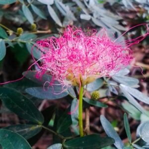 Flower of Bobinsana, a medicinal tree of the Peruvian jungle. The bright pink flower has many threadlike petals. The bark of the tree is used for healing through shamanic work